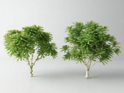 现代景观树